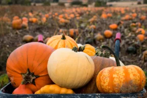 calabaza