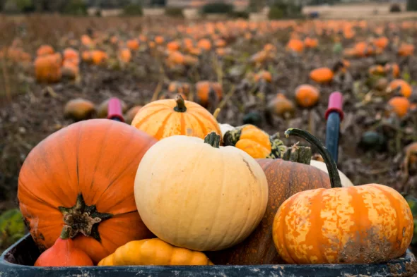 ¿Cómo cultivar calabazas?