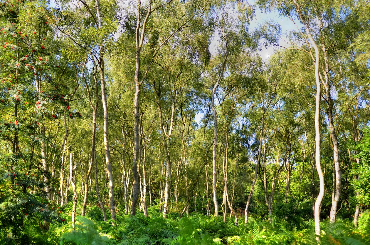 El bosque de Sherwood existe de verdad: aquí es donde vivía Robin Hood