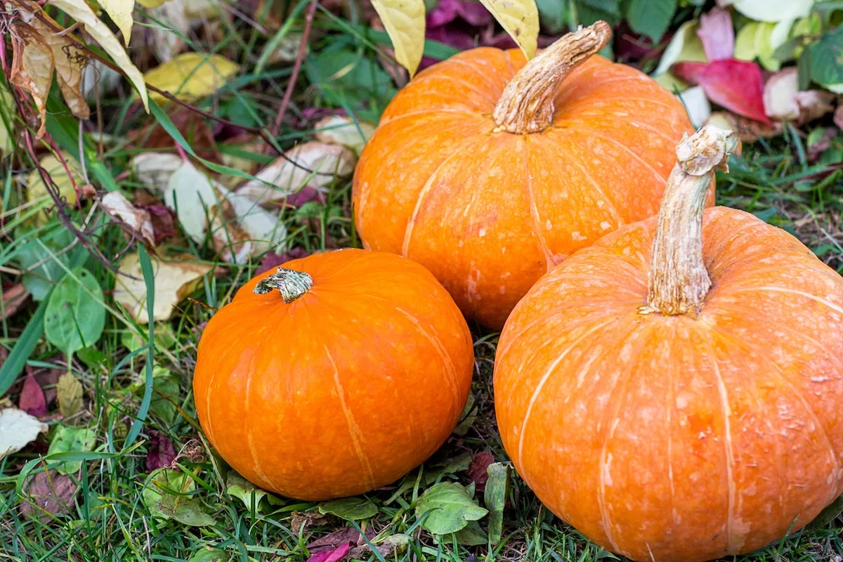 calabaza
