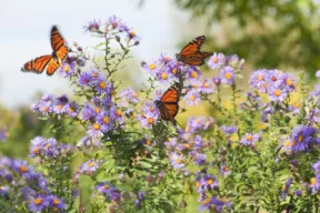 aster