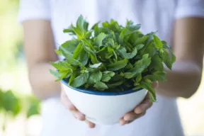menta